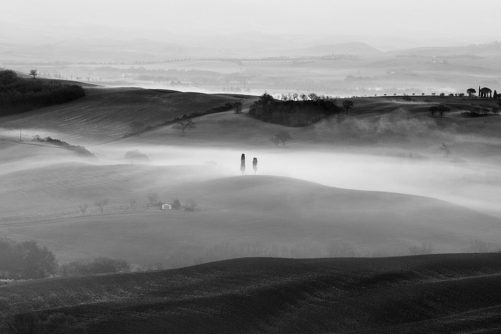 Cypress trees in fog, Tuscany